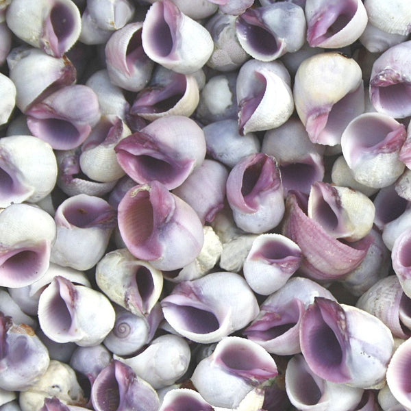 Purple Violet Sea Snail Neritina Shells - 1 Kg